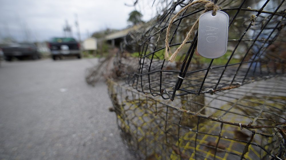 A close up image of a wire cage.