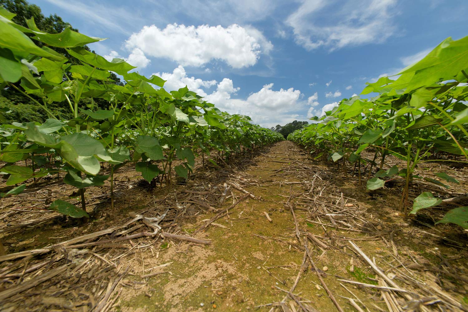 Close up of path between two rows of plants.