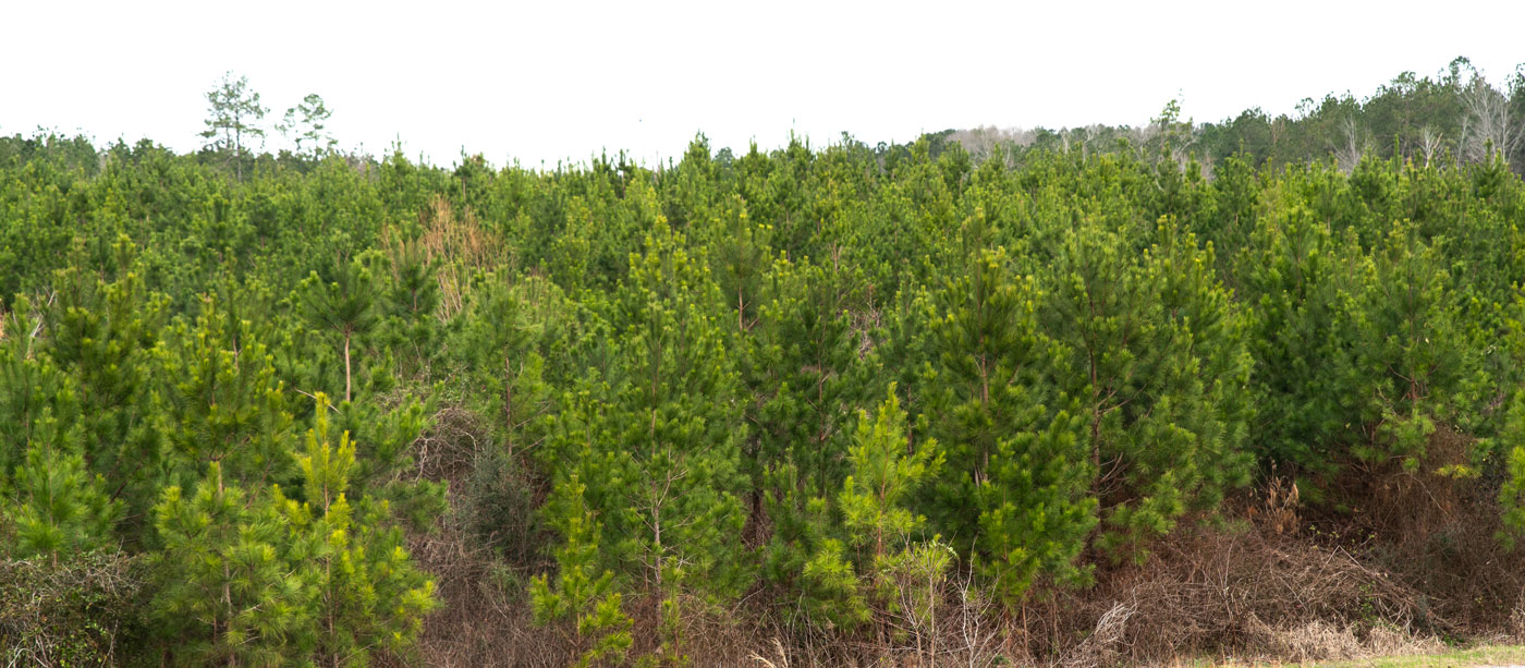 Young pine trees.