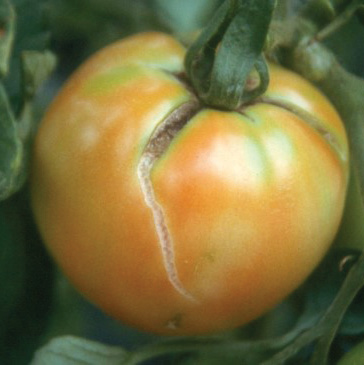 Tomato with Fruit Cracking