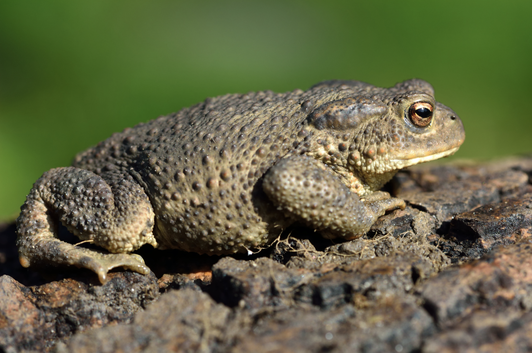 Toad