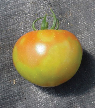 Tomato with uneven ripening
