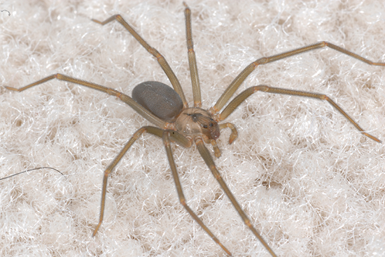 Brown recluse spider