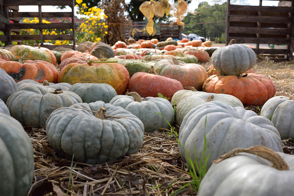 Sage green, bright orange, and golden Cinderella pumpkins line a hay-covered walkway at a pumpkin patch.