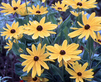 Black-eyed Susans