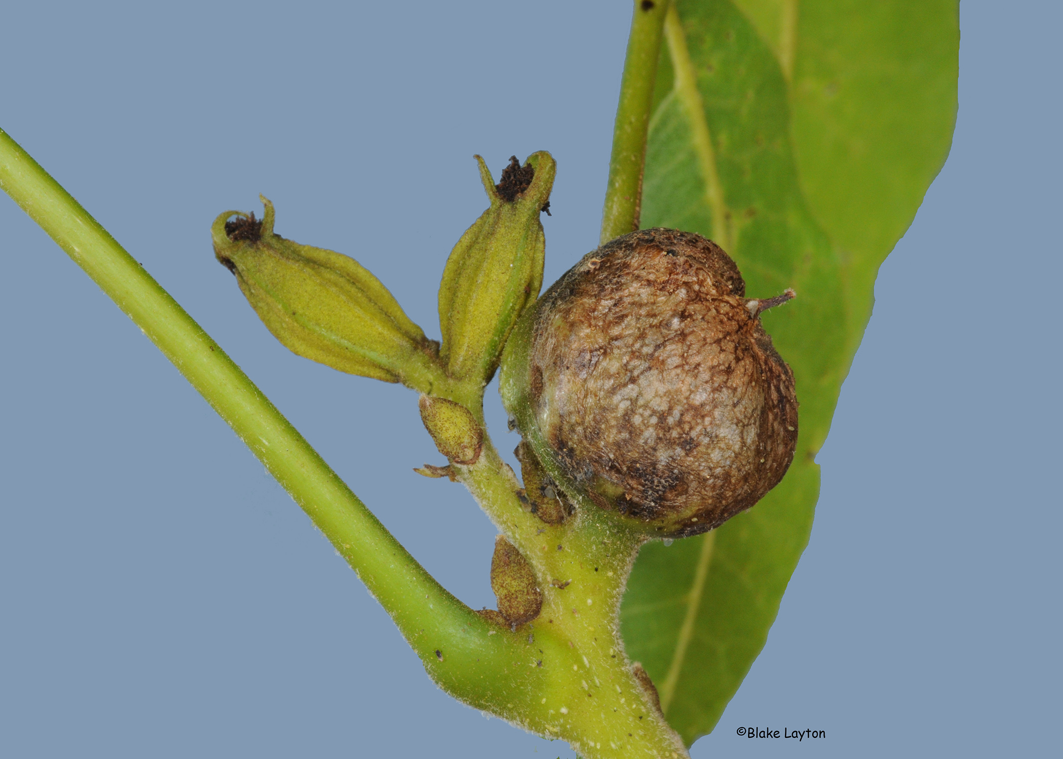 Pecan Phylloxera.