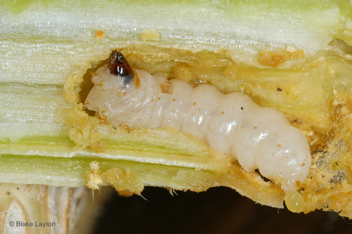 White caterpillar-like insect.