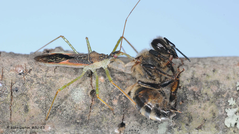 Assassin Bug