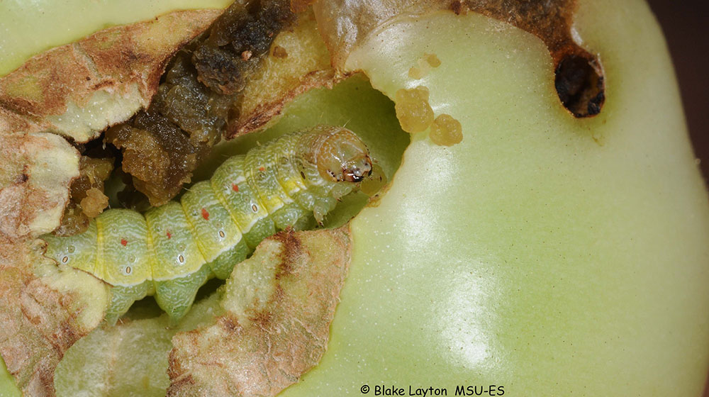 An image of a tomato fruitworm feeding on a tomato.