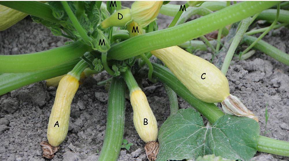 unpollinated squash.