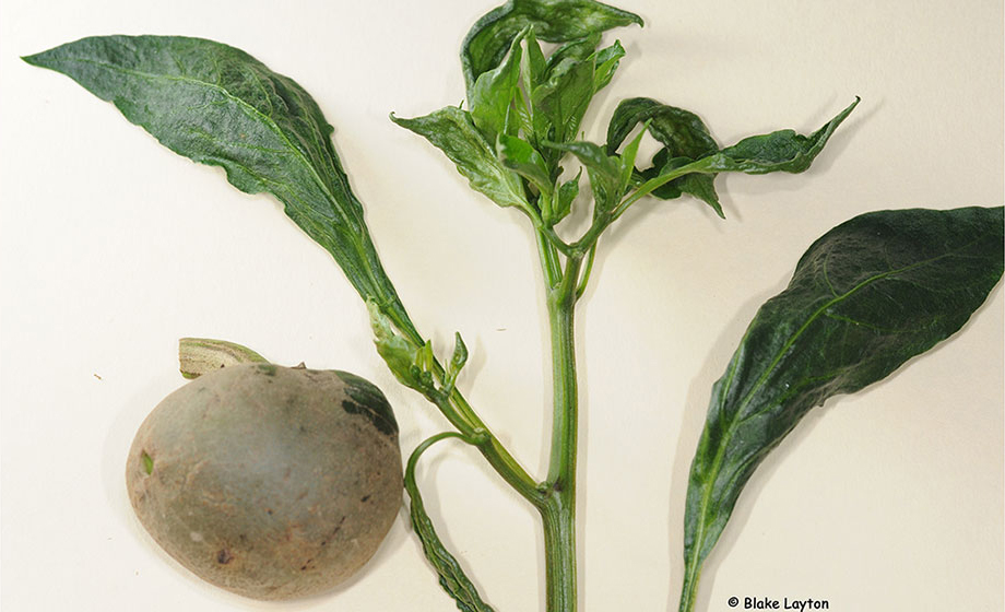 A pepper plant with unusual distorted growth, symptoms of broad mite.