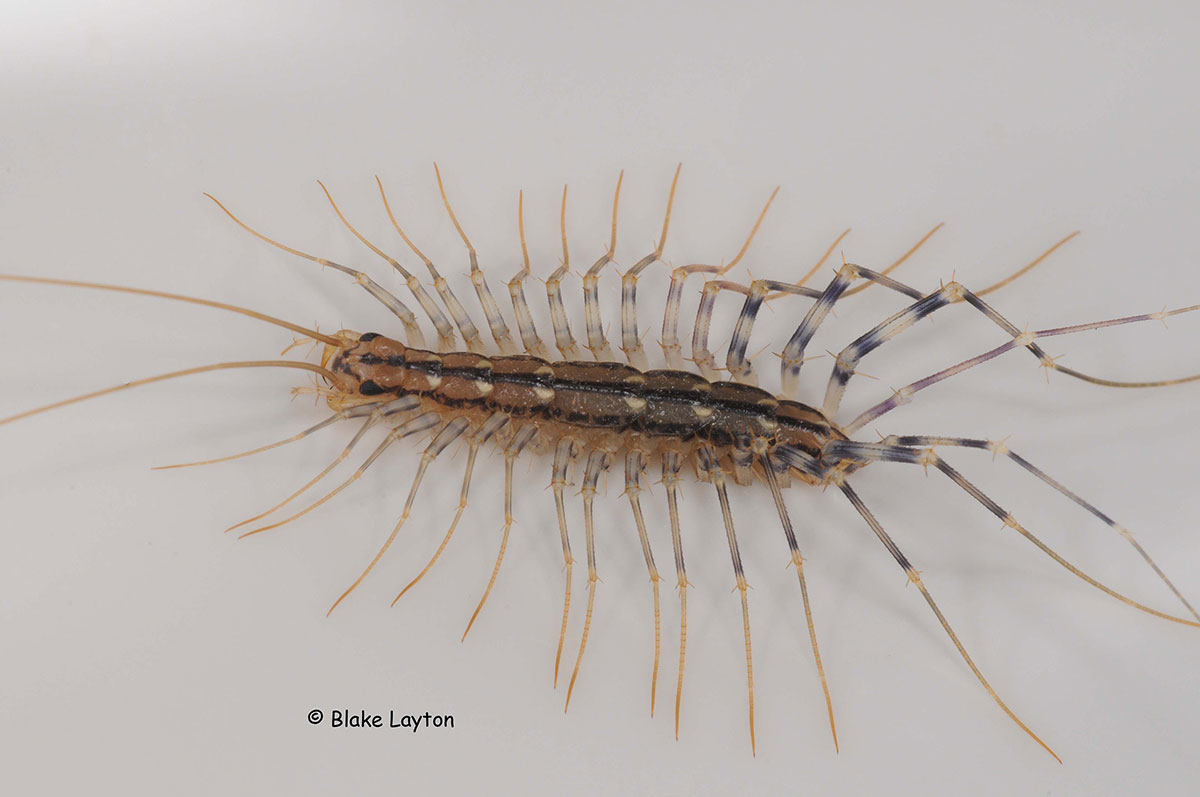 a small arthropod with many legs