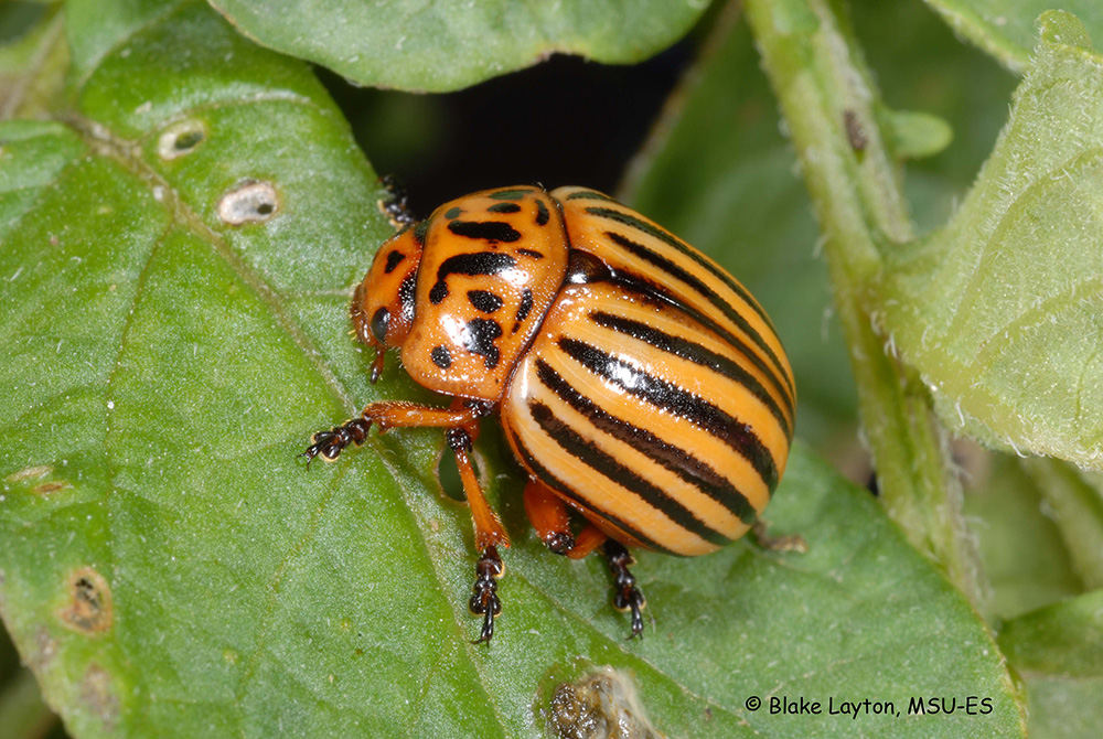 a Colorado potato beetle on a green leaf.