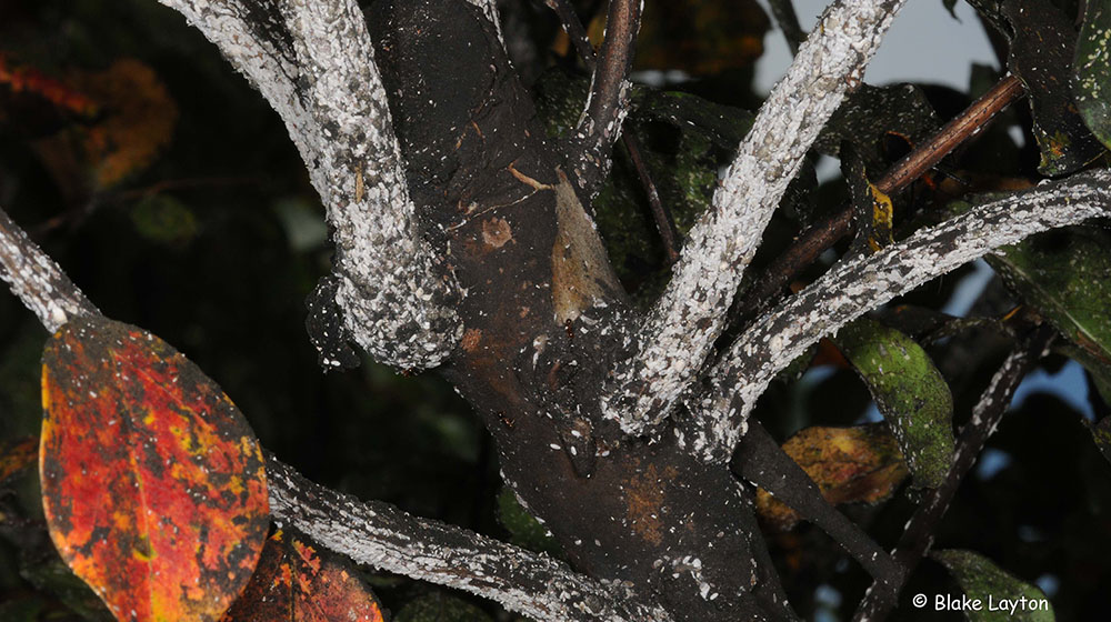 crape myrtle bark.