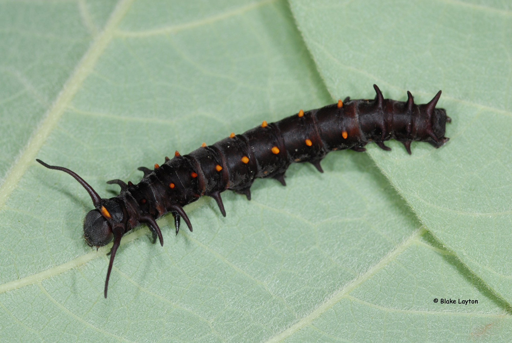 a pipevine swallowtail, purple with orange spots and long filamentous body protrusions, on a green leaf.