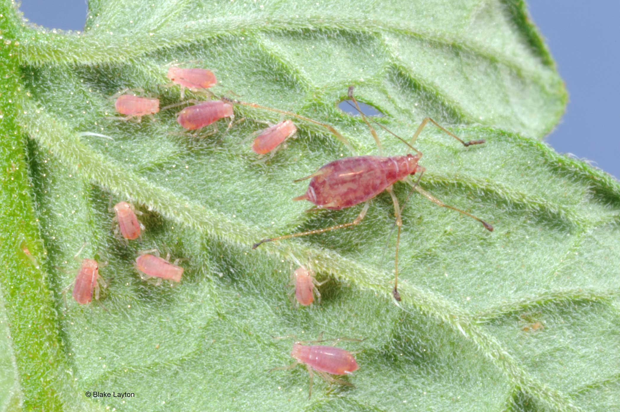 potato aphids on a leaf.