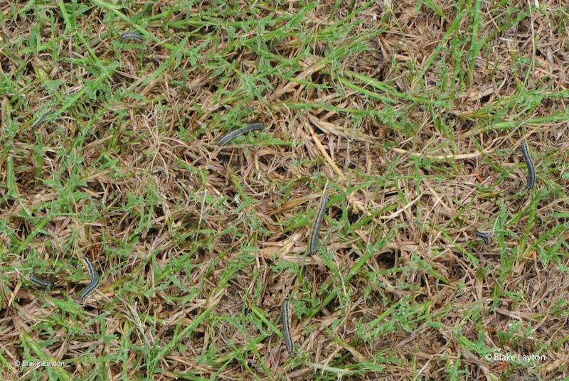 Many large caterpillars crawling in a lawn.