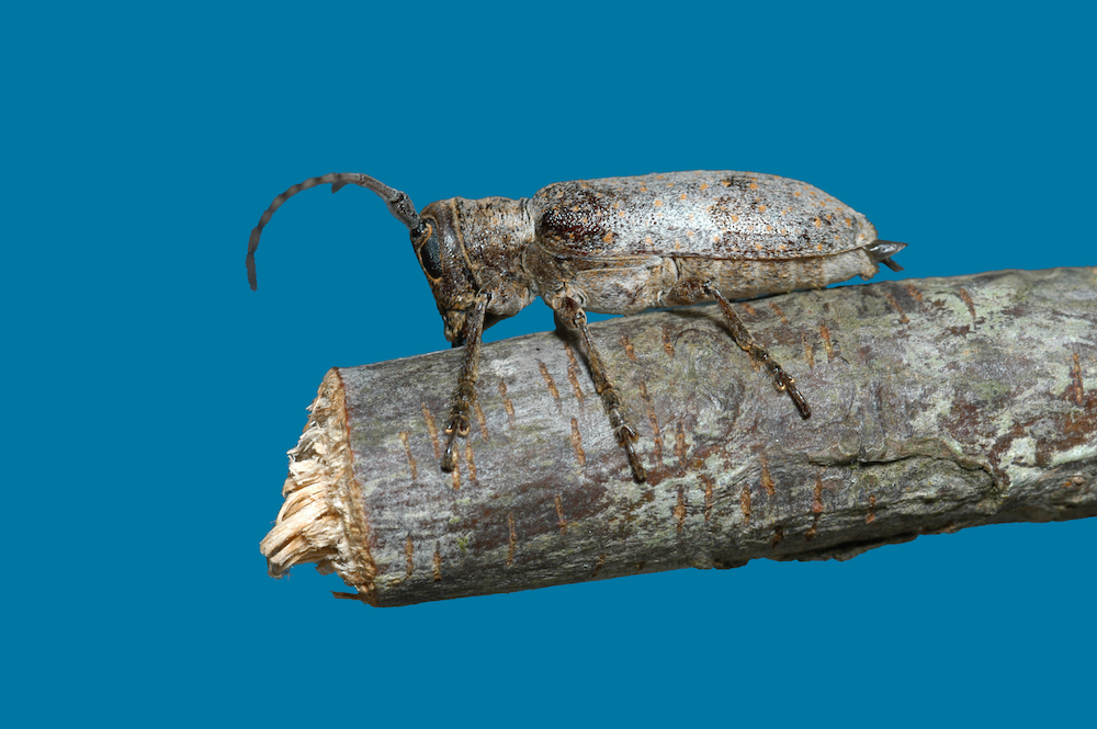 A large beetle with long antennae resting on a cut twig.