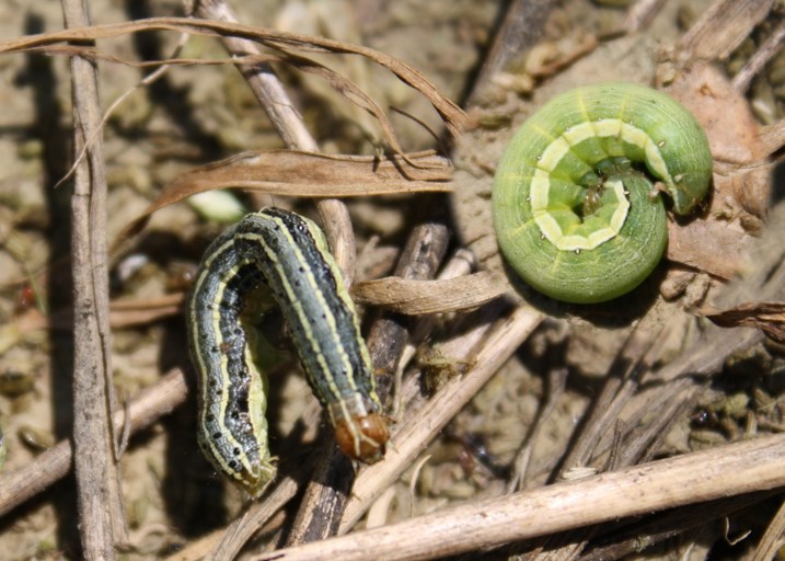 Armyworms