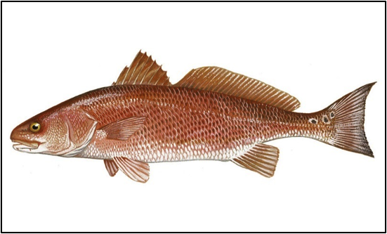 Figure 1. Red drum.  Source: Gulf FINFO (http://gulffishinfo.org/).