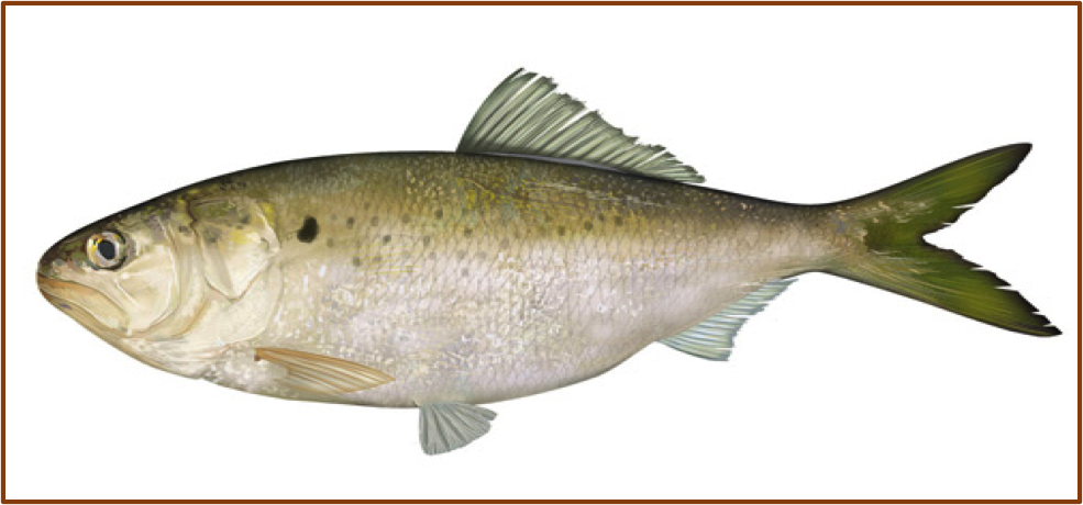 An image of a Gulf menhaden