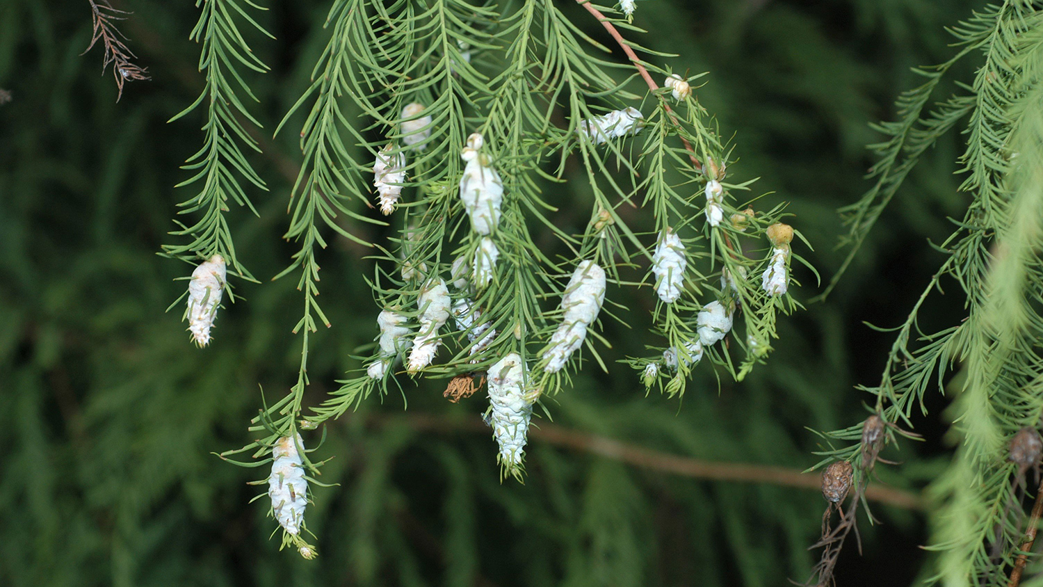 A cypress tree infested with a spongy white cone-shaped growth on the green branches.