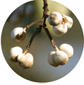 White, popcorn-like fruits at the end of a twig.