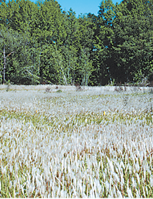 A field of tall grasses with fluffy, white tops.