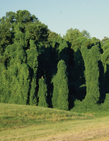 Trees completely covered with green kudzu vines.