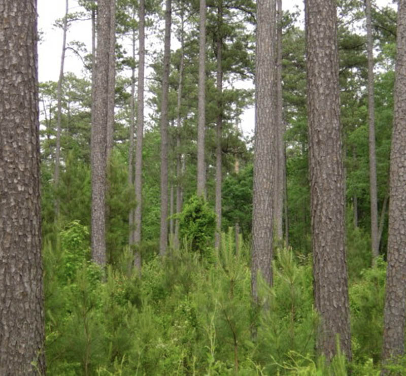 Trunks of very tall trees amongst green brush and foliage.