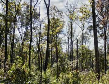 Various shades of green vegetation in a clearing made by cutting.