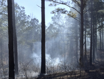 The fire has been extinguished. Through the trees in the foreground, the clearing looks a bit foggy as the smoke and gasses float into the sky.