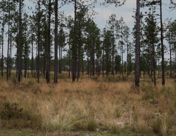 A forest clearing filled with herbaceous species.
