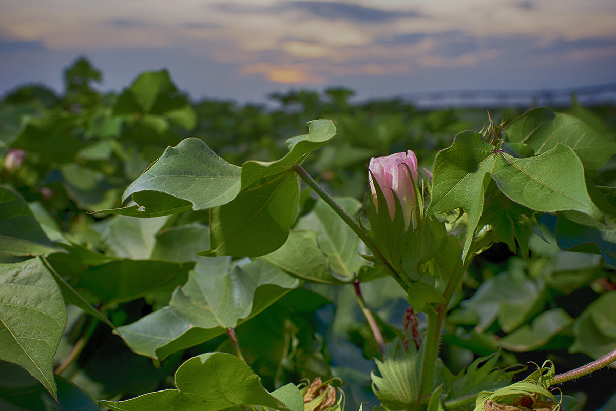 This is an image of a cotton bloom in a field of cotton.