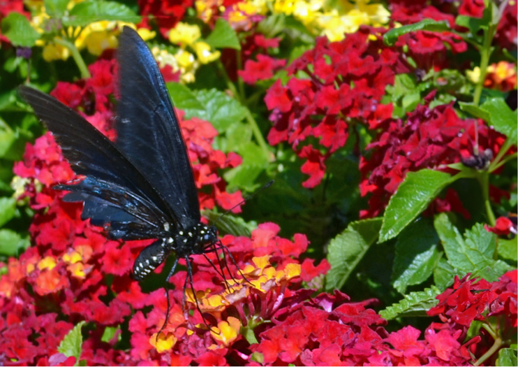 Butterfly landing on luscious royale red zone latana