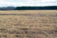 Flat ground covered with cut brown grass.
