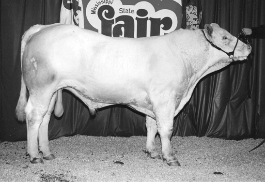 Charolais cow. Medium sized with white fur.