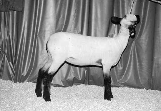 Shropshire sheep. Medium sized with white fur and a dark brown face.