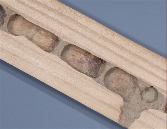 A piece of lumber sliced open to reveal carpenter bee galleries inside.