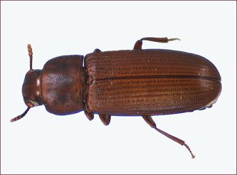 Close-up of a small, reddish-brown beetle.