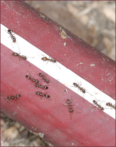 Close-up of a garden hose with an ant trail on it.