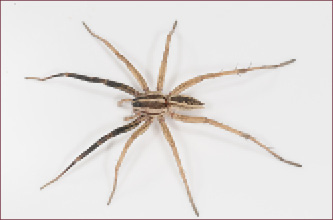 Close-up of a spider with black and tan stripes on its back.