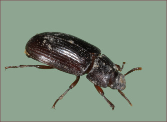 A brown beetle on a light green background.