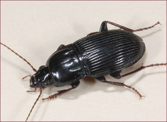 An elongate-bodied, black beetle.