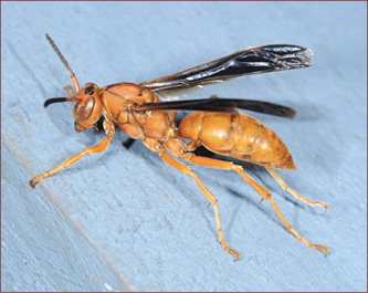 An orange wasp resting on blue house siding.