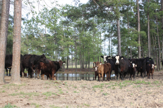 Cows standing next to a small pond surrounded by trees. 