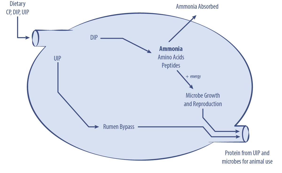 Diagram of protein digestion in the ruminant described in text under the heading Protein Digestion.