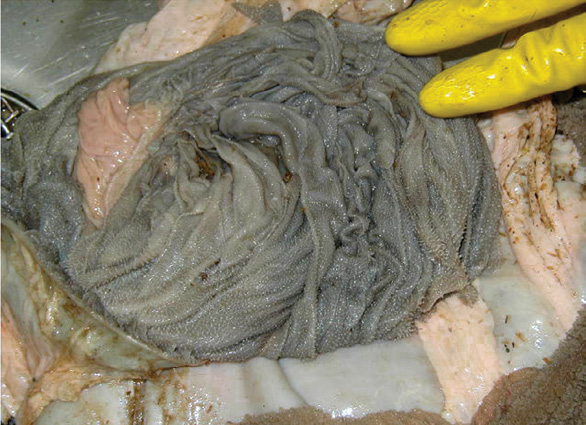 The gray tissue of the interior lining of the omasum has prominent folds.