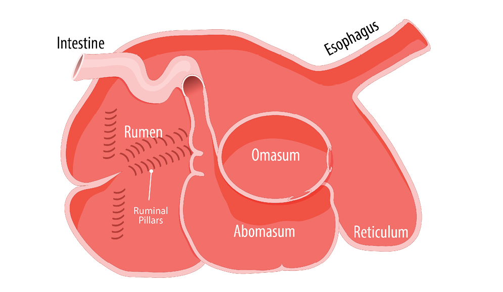 Sections of the ruminant digestive system described in text under the heading Ruminant Digestive Anatomy and Function.