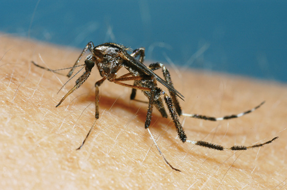 Un mosquito está sobre la piel humana.
